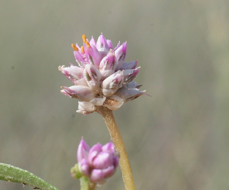 Gomphrena longistyla photo 6