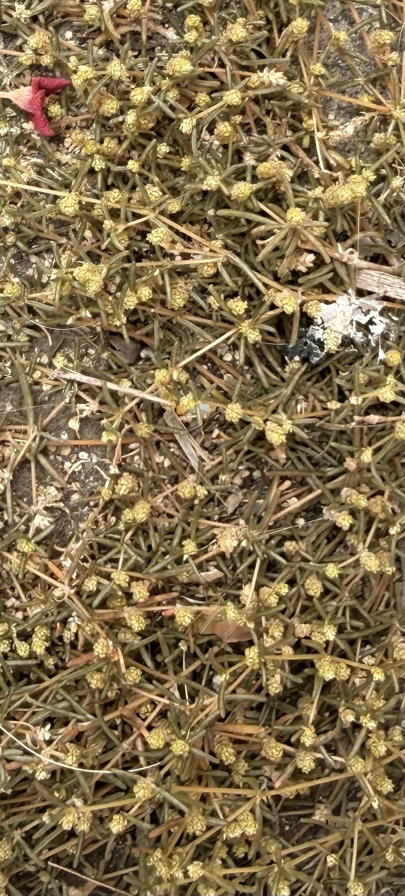 Talustuft