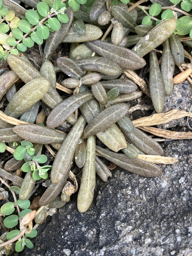Talustuft photo 2
