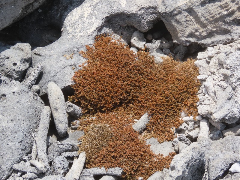 Talustuft photo 3