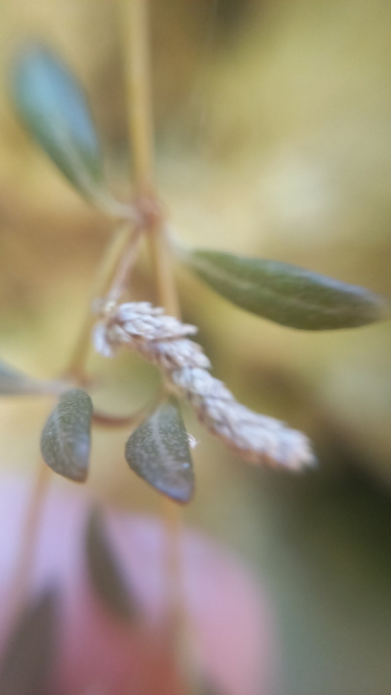 Talustuft photo 4