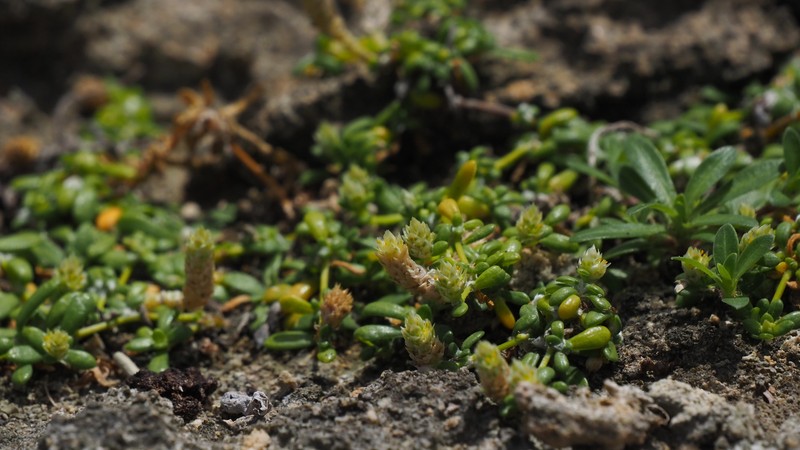 Talustuft photo 5