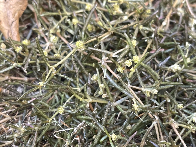 Talustuft photo 6