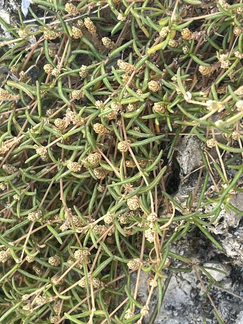 Talustuft photo 7