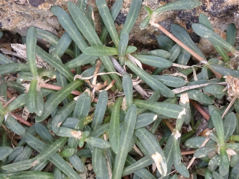Talustuft photo 8