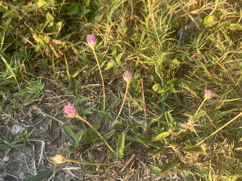 Nealley's Globe Amaranth