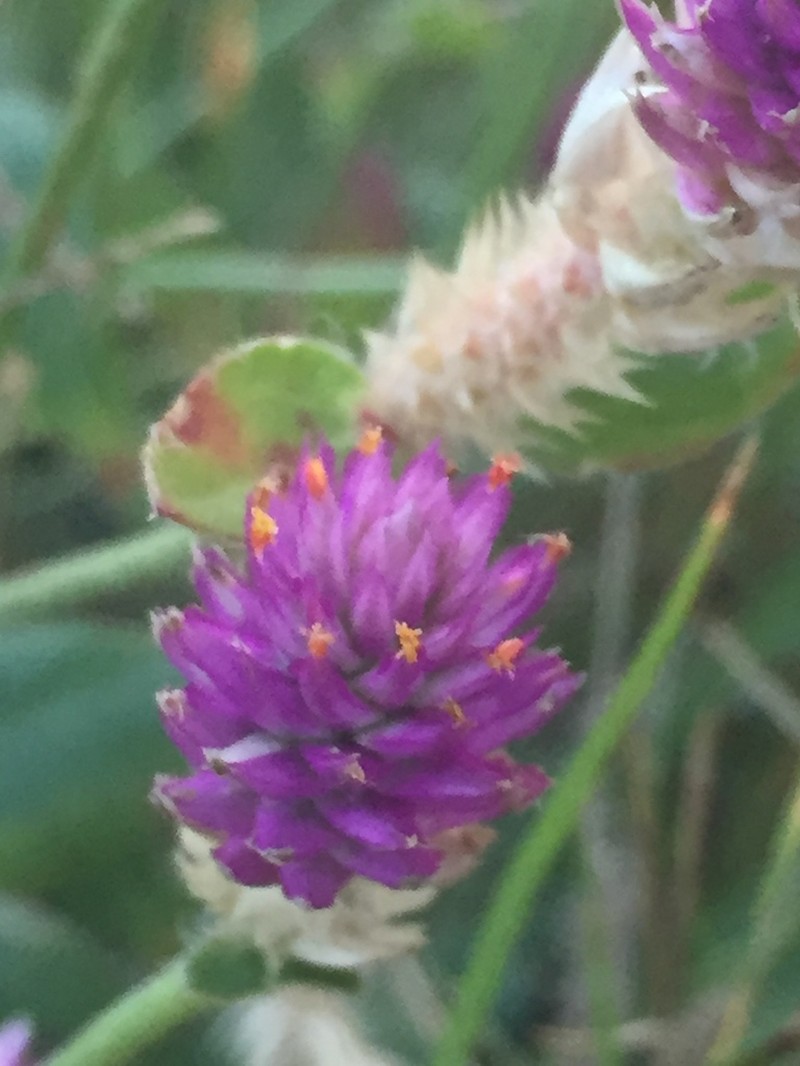 Nealley's Globe Amaranth photo 2