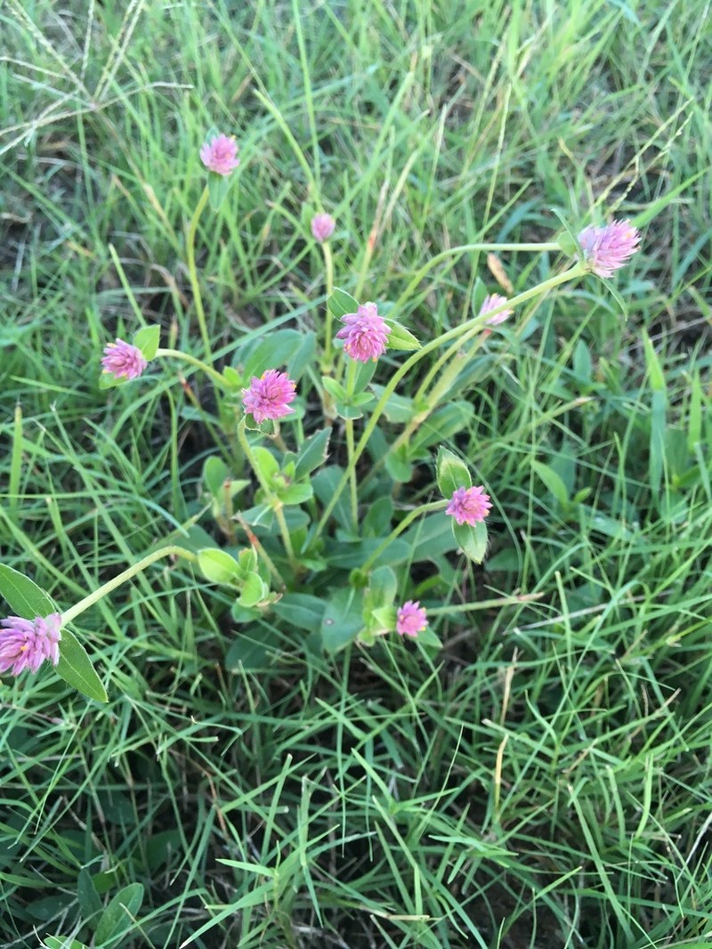 Nealley's Globe Amaranth photo 3