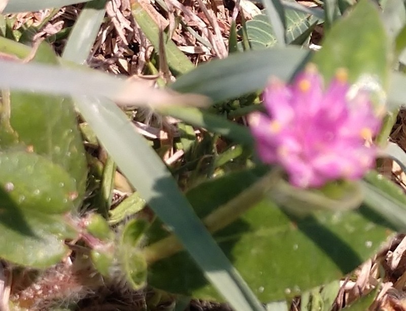 Nealley's Globe Amaranth photo 4
