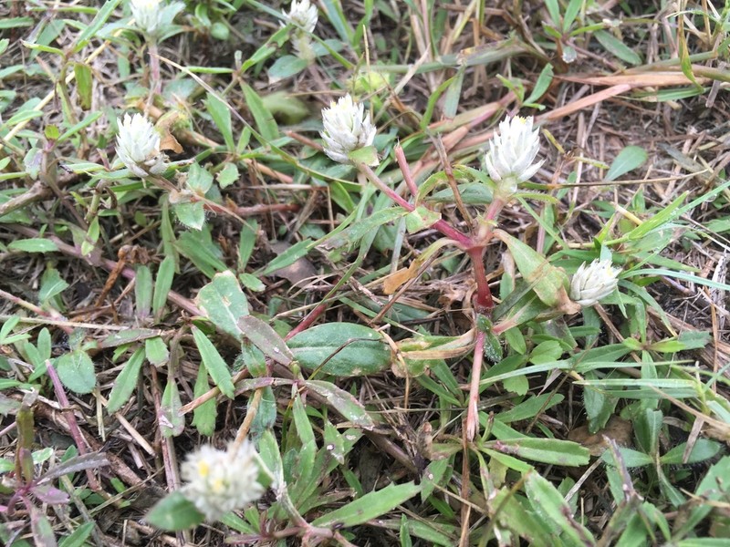 Nealley's Globe Amaranth photo 5