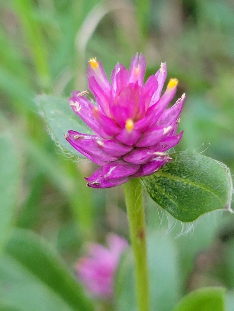Nealley's Globe Amaranth photo 6