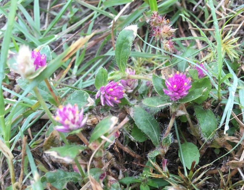 Nealley's Globe Amaranth photo 7