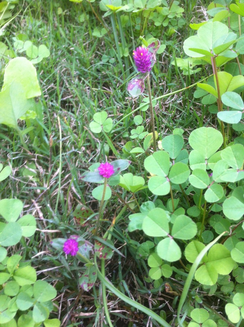 Nealley's Globe Amaranth photo 8