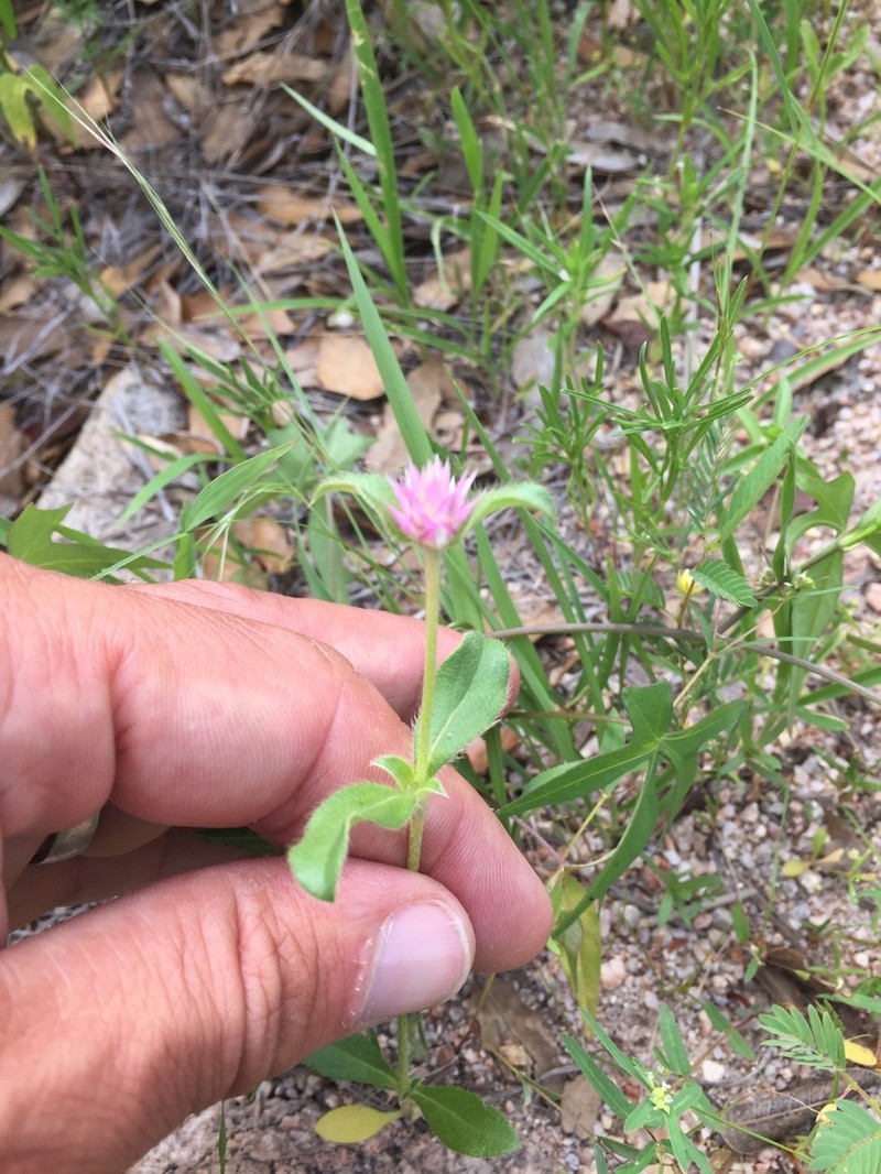 Pearly Globe Amaranth