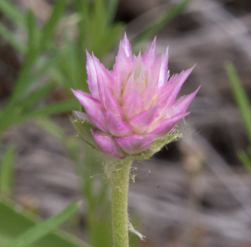 Pearly Globe Amaranth photo 2