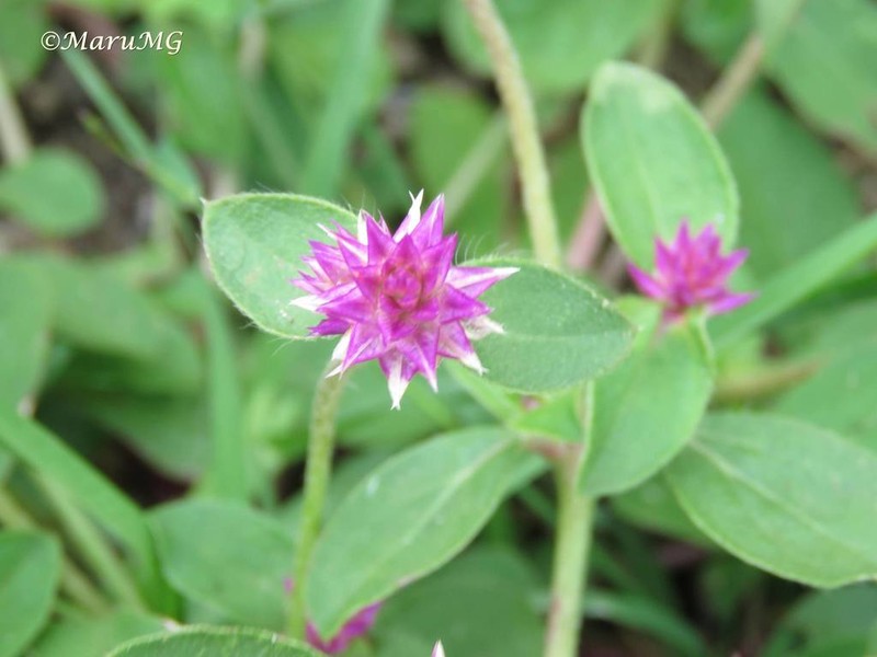 Pearly Globe Amaranth photo 5