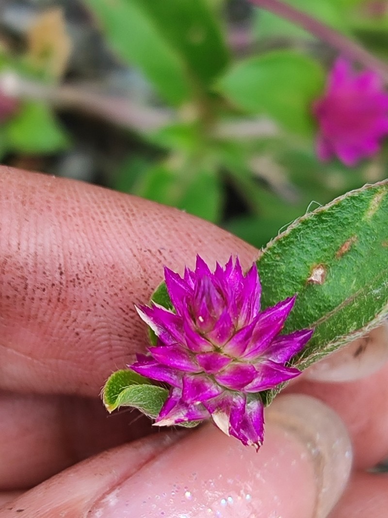 Pearly Globe Amaranth photo 8