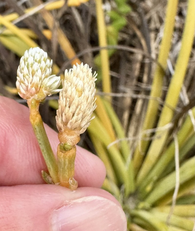 Gomphrena radicata