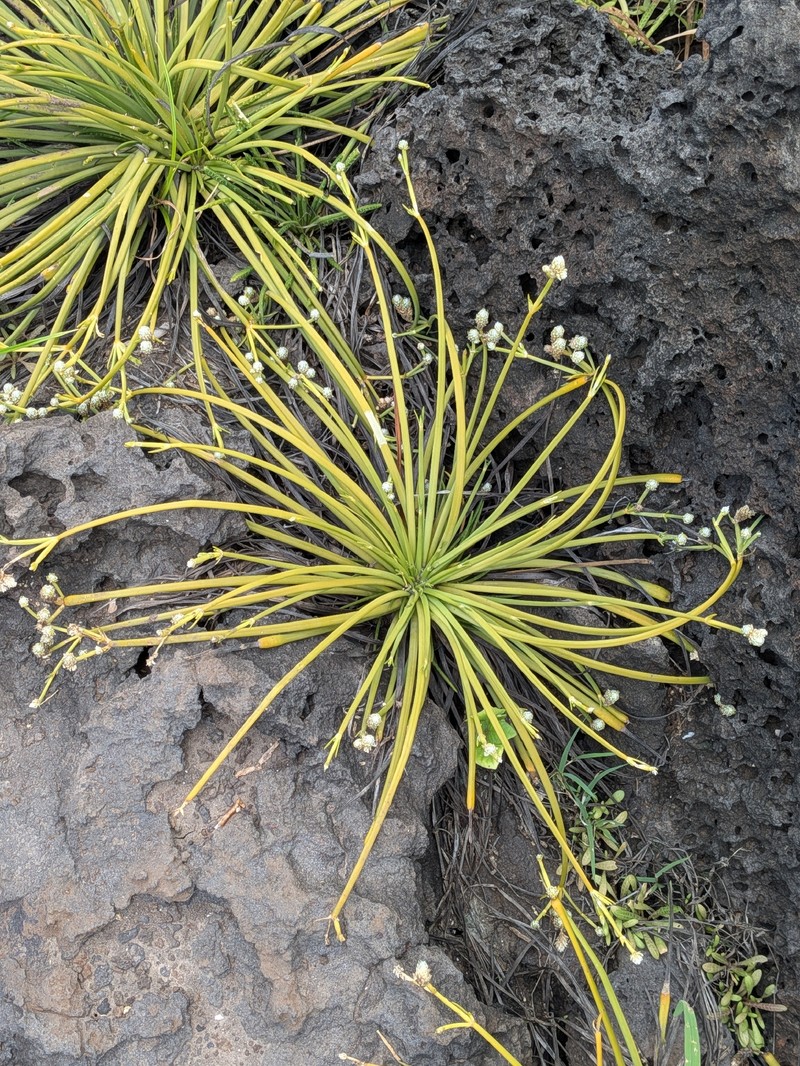 Gomphrena radicata photo 2