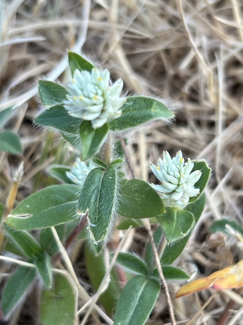 Arrasa Con Todo photo 8