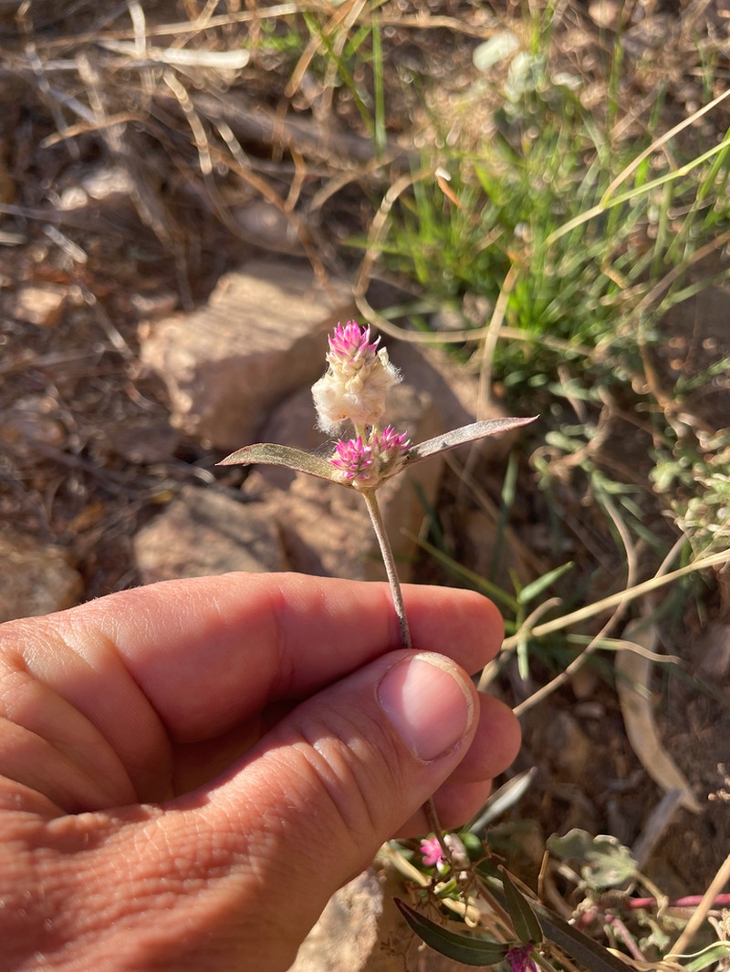 Sonoran Globe Amaranth