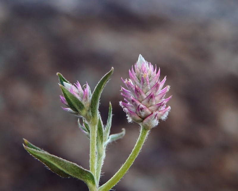 Sonoran Globe Amaranth photo 2