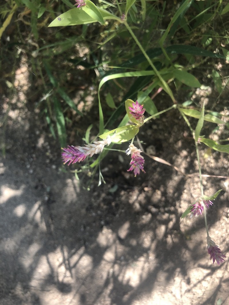Sonoran Globe Amaranth photo 3