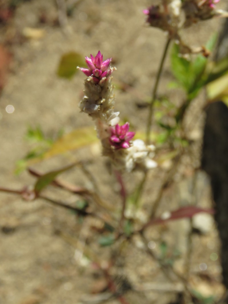 Sonoran Globe Amaranth photo 4