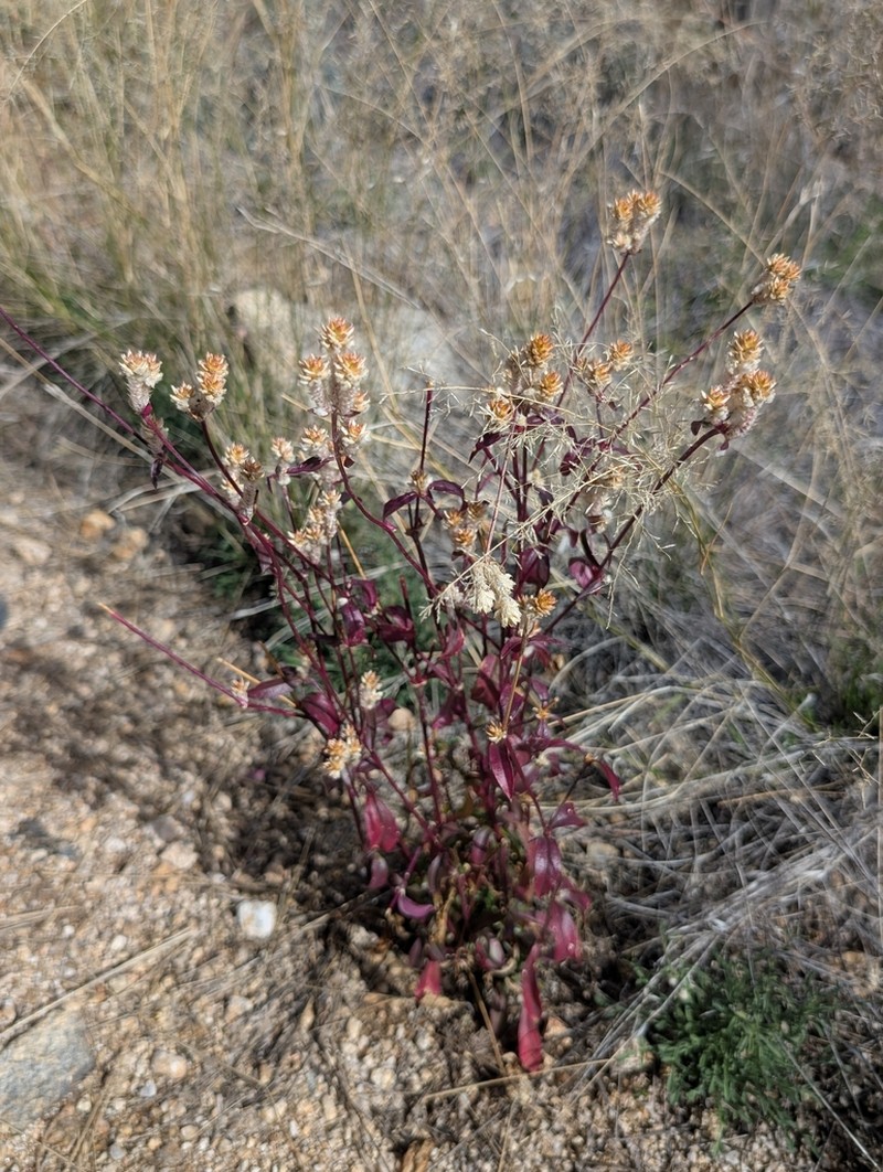 Sonoran Globe Amaranth photo 5