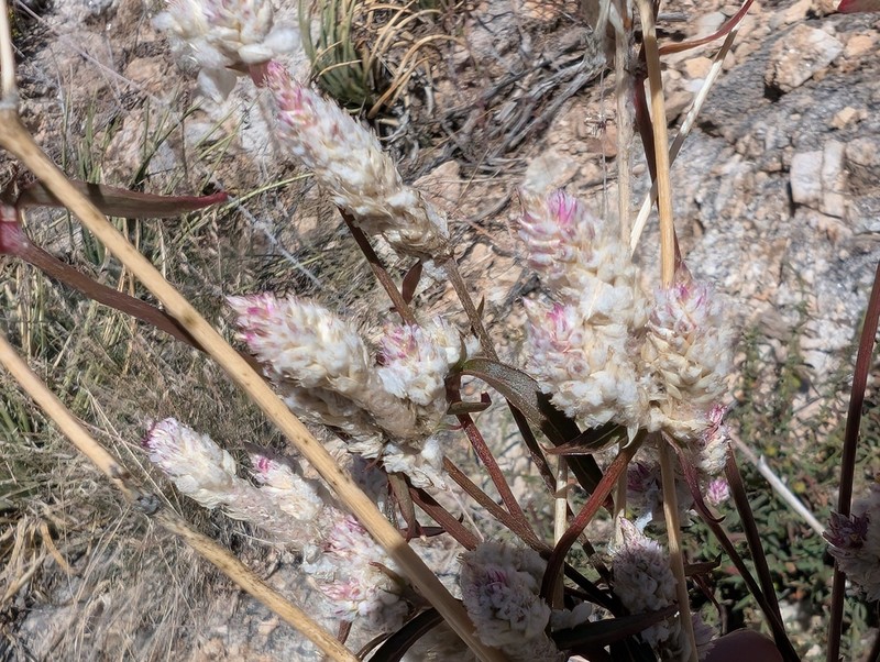 Sonoran Globe Amaranth photo 7