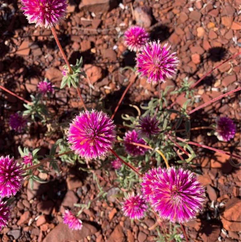 Gomphrena splendida photo 2
