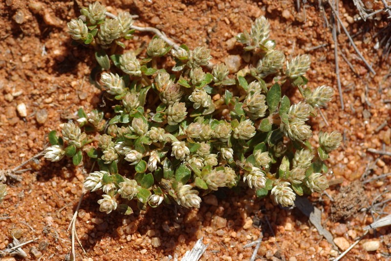 Gomphrena verecunda photo 2