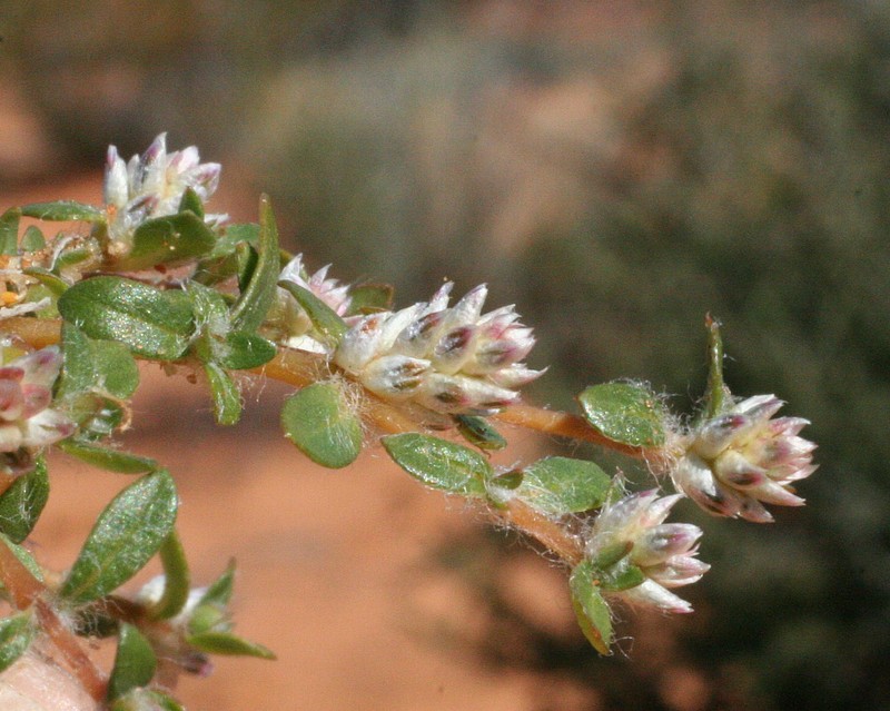 Gomphrena verecunda photo 4