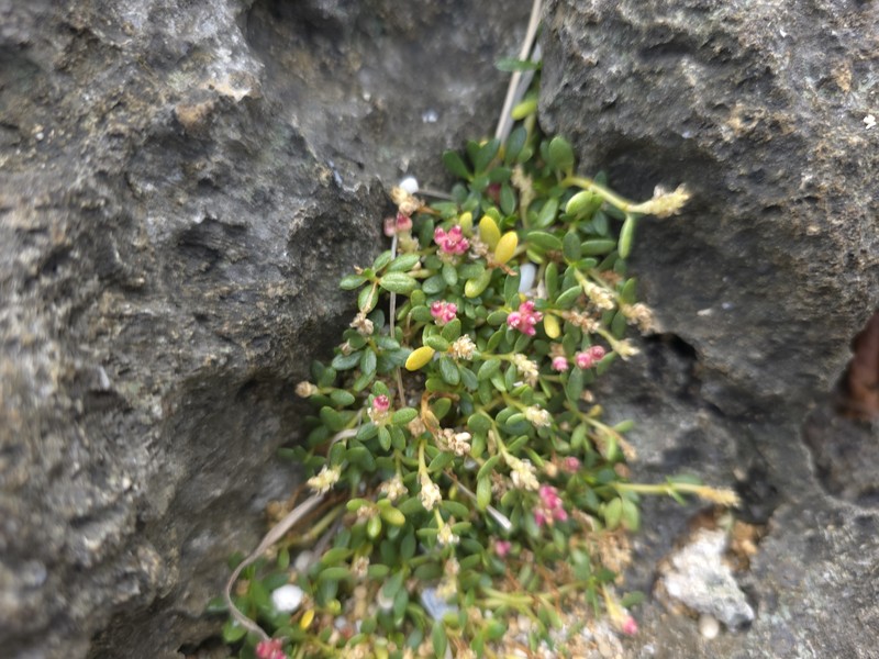 Gomphrena wrightii