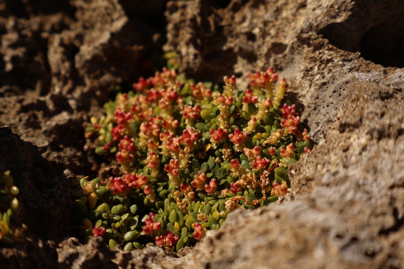 Gomphrena wrightii photo 2