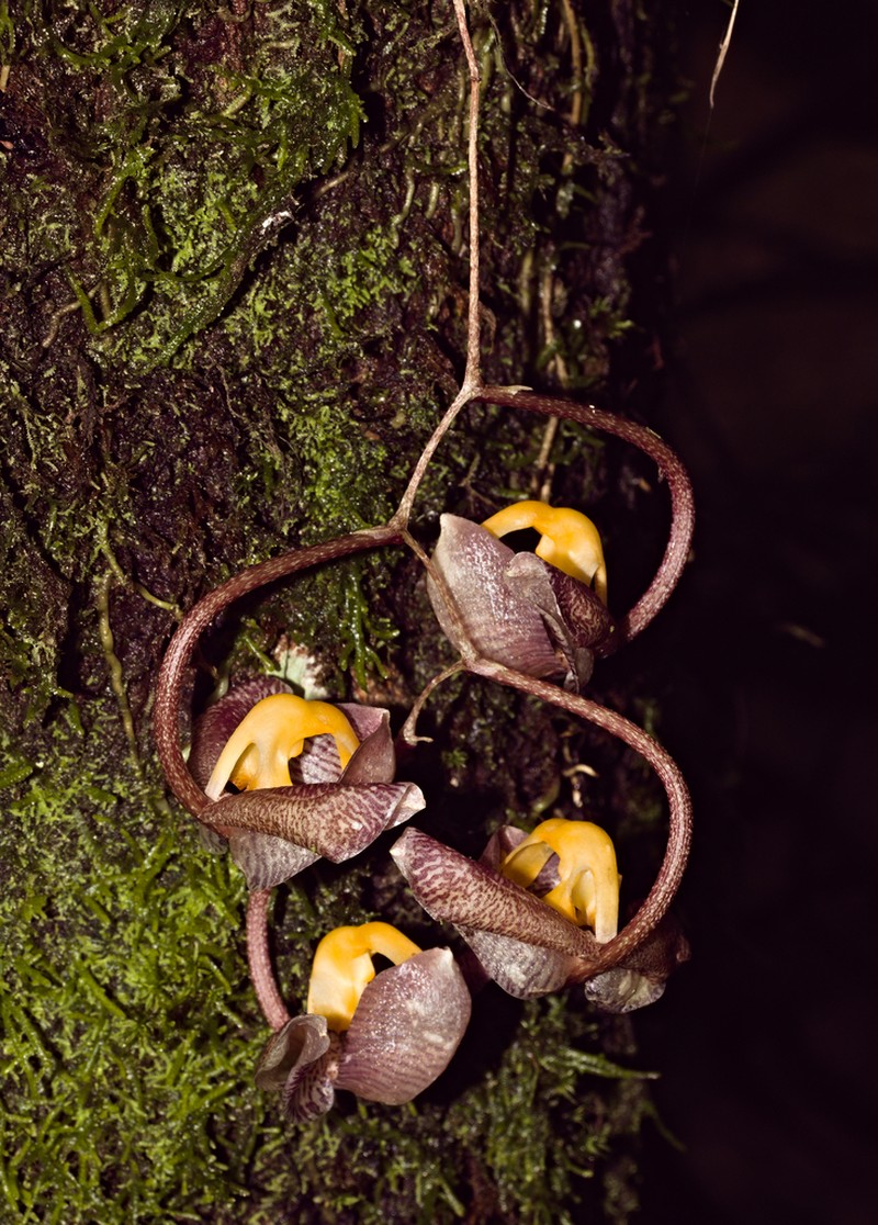 Gongora batemanni photo 2