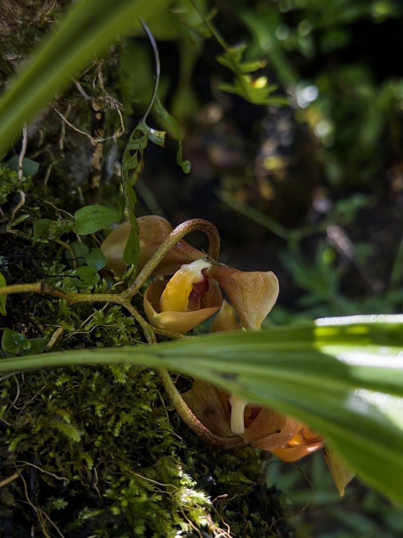Gongora batemanni photo 3