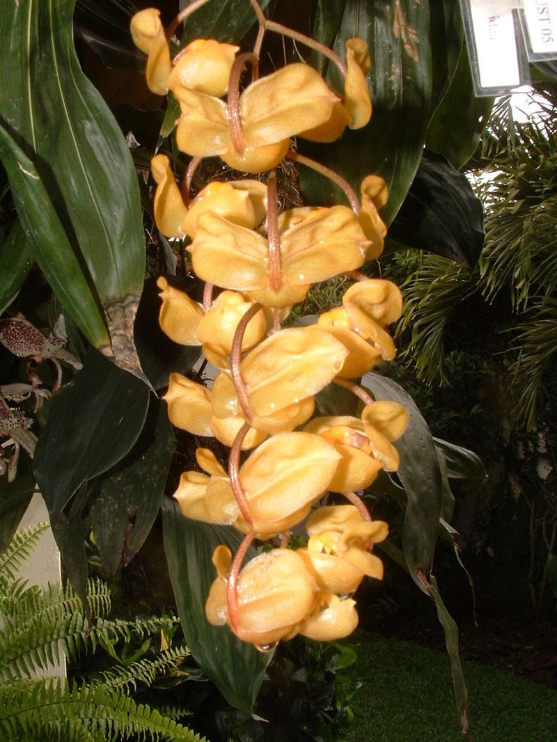 Gongora batemanni photo 4