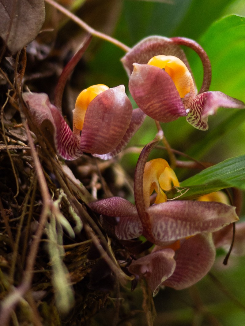 Gongora batemanni photo 5