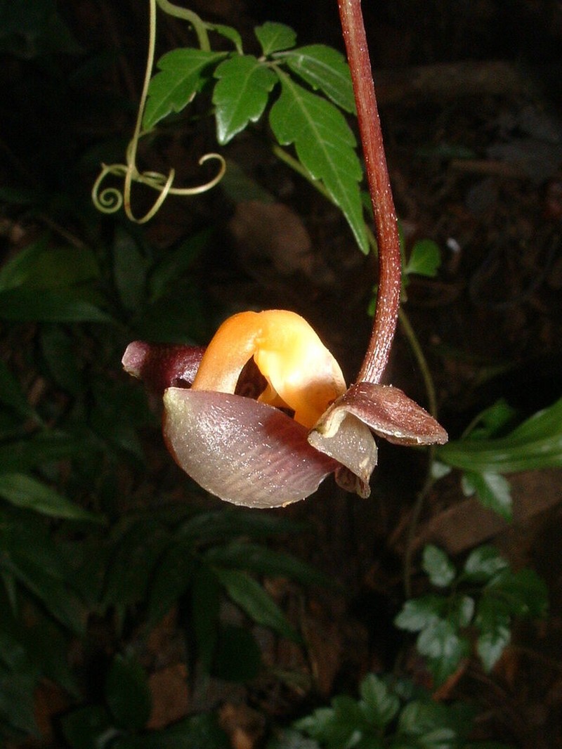 Gongora batemanni photo 6