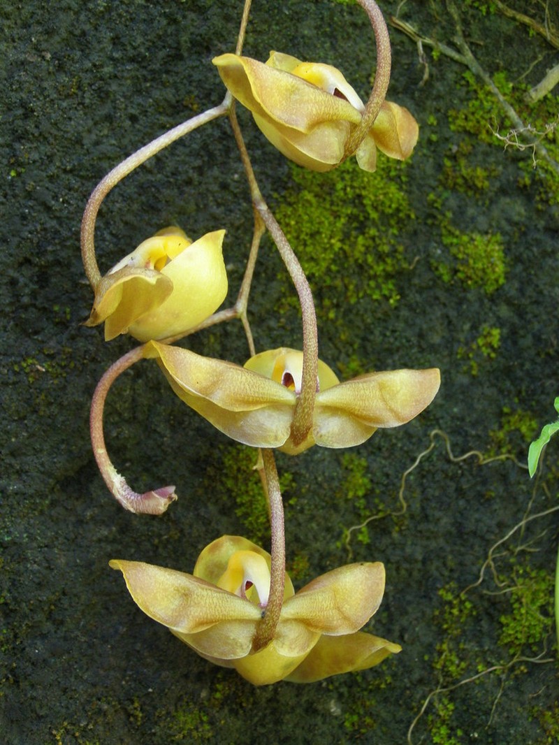 Gongora batemanni photo 7