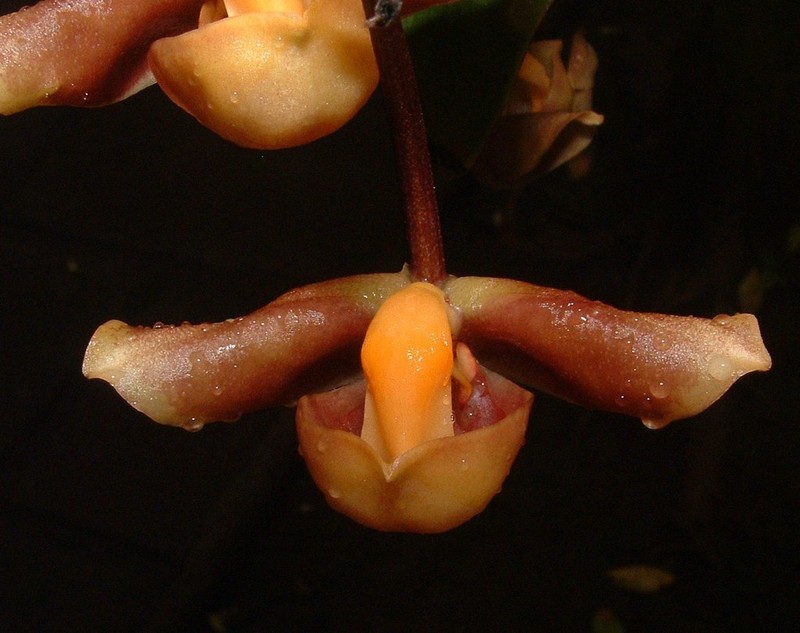 Gongora batemanni photo 8