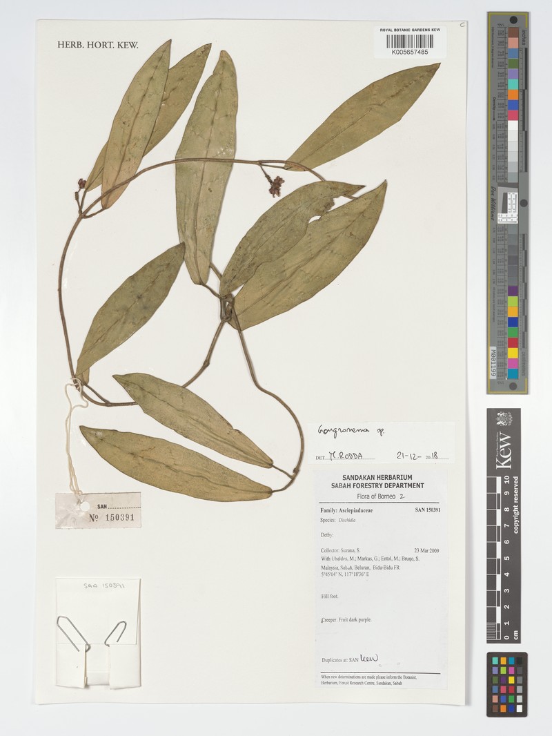 Gongreos wallichii