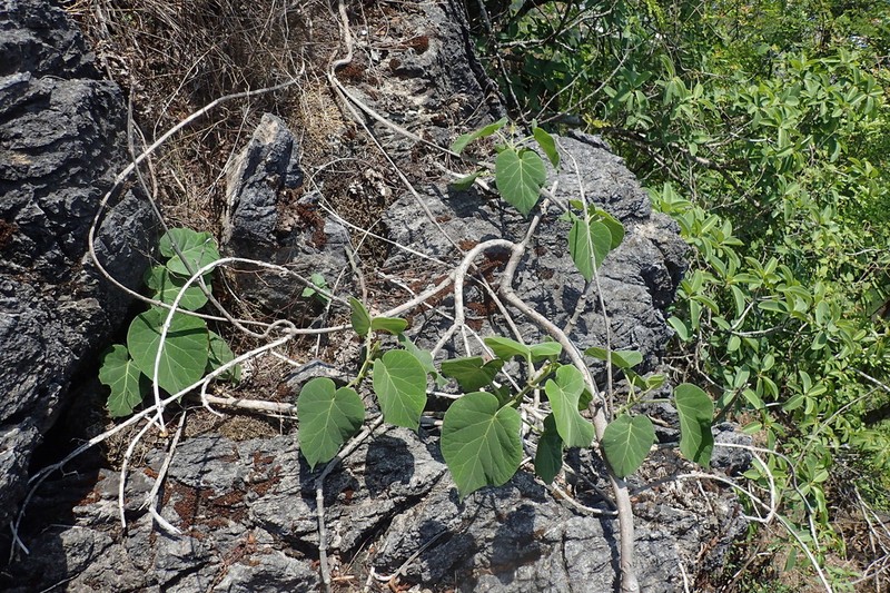 Gongronemopsis cavalieri