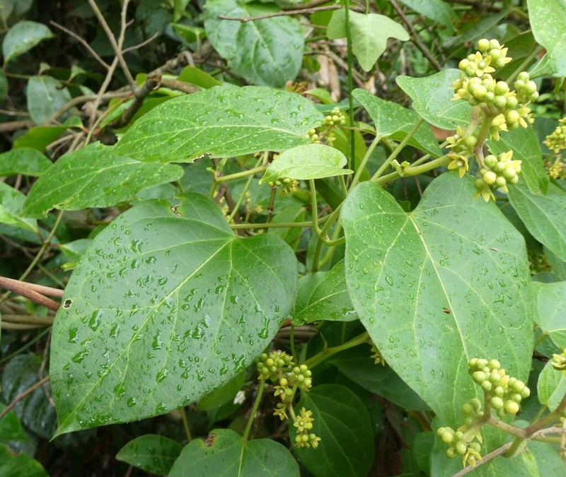 Gongronemopsis latifolia