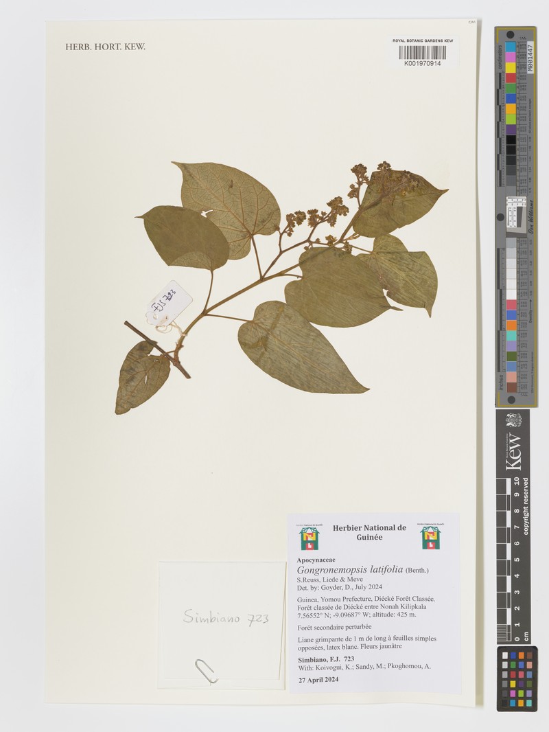 Gongronemopsis latifolia photo 2