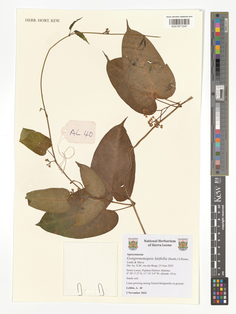 Gongronemopsis latifolia photo 3