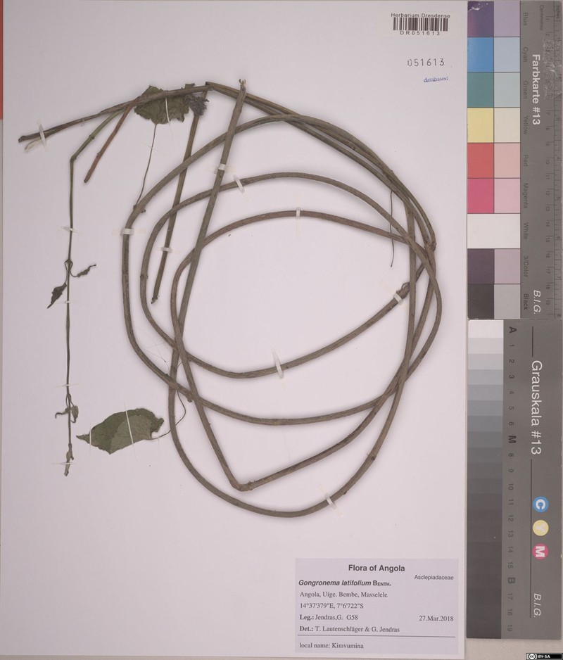 Gongronemopsis latifolia photo 4