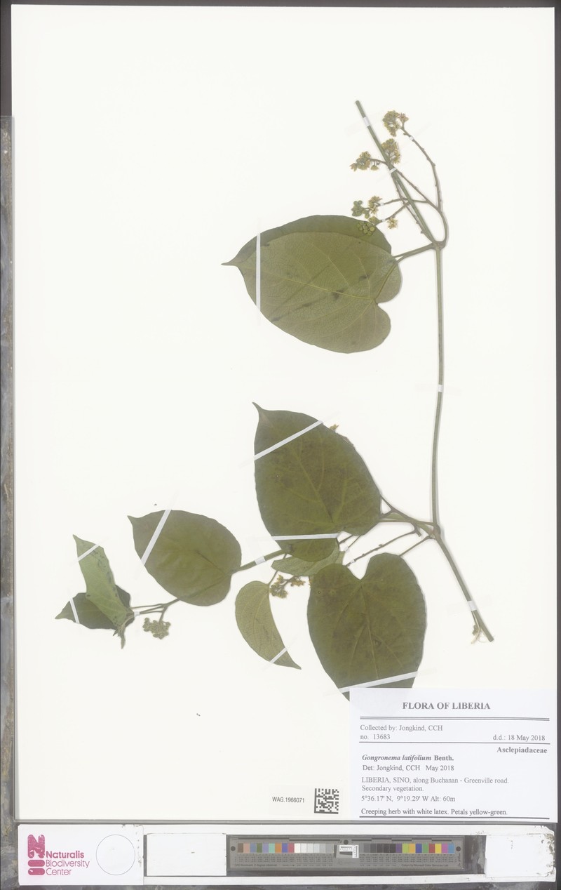 Gongronemopsis latifolia photo 5