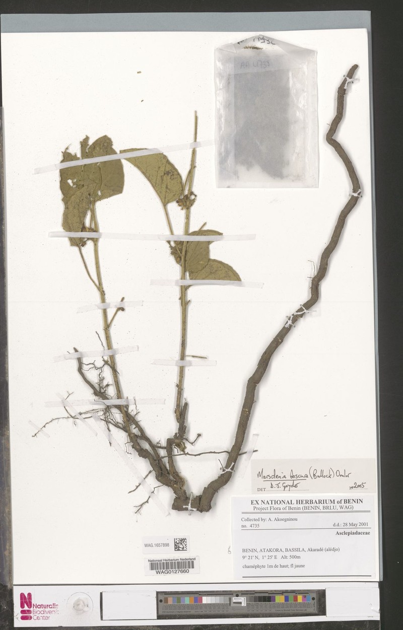 Gongronemopsis obscura
